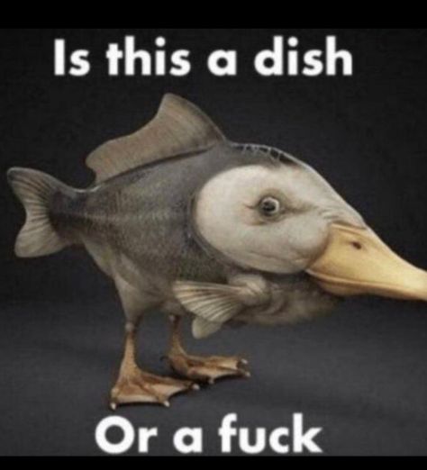 dish